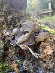 Pseudohydnum orbiculare