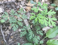 Cnidium silaifolium