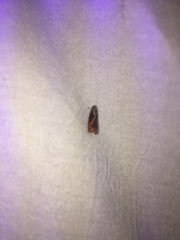 Zomaria interruptolineana