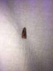 Zomaria interruptolineana