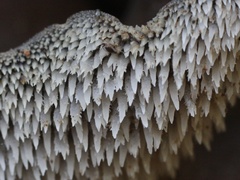 Pseudohydnum orbiculare