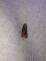 Zomaria interruptolineana