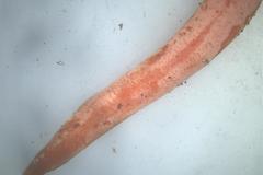 Clavulinopsis sulcata