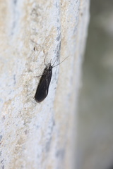 Glossosoma