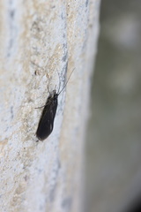 Glossosoma