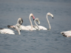 Phoenicopterus roseus