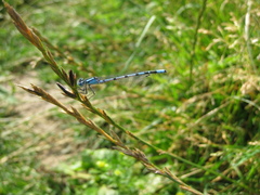 Enallagma cyathigerum