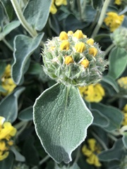 Phlomis