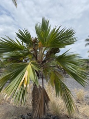 Pritchardia
