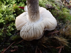 Entoloma baronii