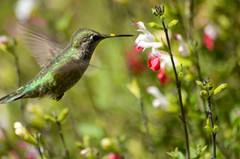 Calypte anna