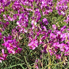 Swainsona campylantha