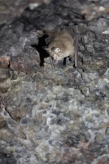 Rhinolophus pusillus