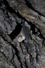 Rhinolophus pusillus
