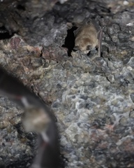 Rhinolophus pusillus