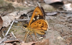 Thoressa monastyrskyi