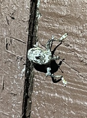 Episcirrus brachialis