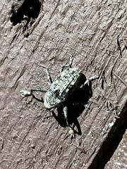 Episcirrus brachialis