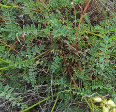 Astragalus curvicarpus subglaber