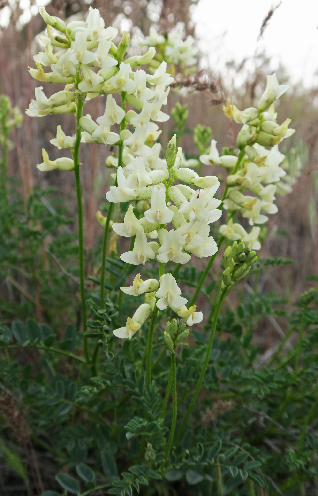 Astragalus curvicarpus var. subglaber
