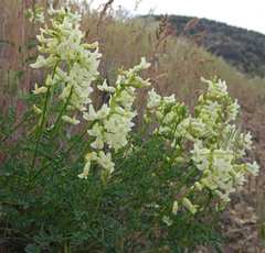 Astragalus curvicarpus subglaber