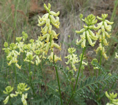 Astragalus curvicarpus subglaber