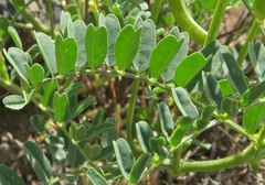 Astragalus curvicarpus brachycodon
