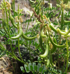 Astragalus curvicarpus brachycodon