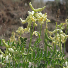 Astragalus curvicarpus brachycodon