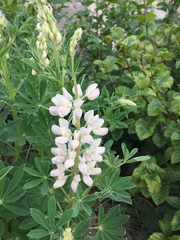 Lupinus nootkatensis