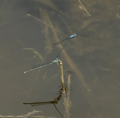 Pseudagrion malabaricum