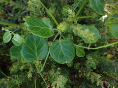 Cynanchum obtusifolium