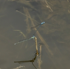 Pseudagrion malabaricum