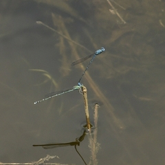 Pseudagrion malabaricum