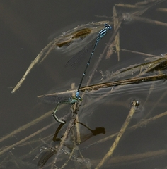 Pseudagrion malabaricum