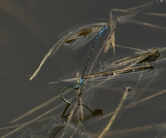Pseudagrion malabaricum