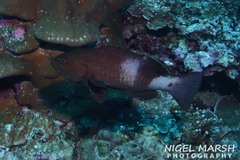 Gracila albomarginata