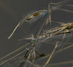 Pseudagrion malabaricum