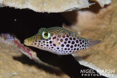 Canthigaster leoparda