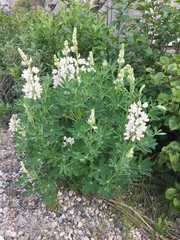 Lupinus nootkatensis
