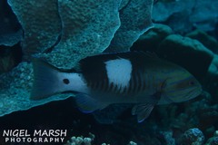 Gracila albomarginata