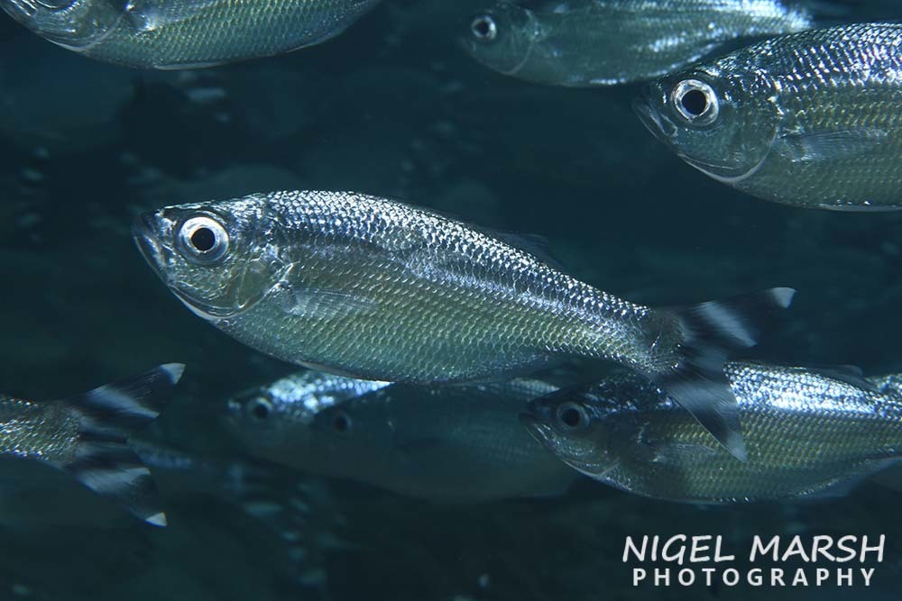 Barred Flagtail