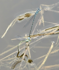 Pseudagrion malabaricum