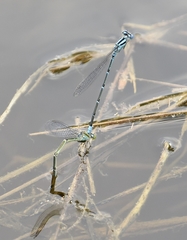 Pseudagrion malabaricum