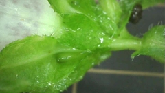 Campanula punctata punctata