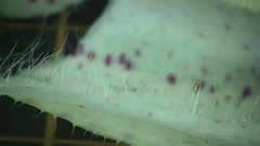 Campanula punctata punctata