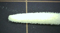 Campanula punctata punctata