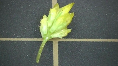Trifolium dubium