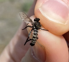 Lasiopogon puyallupi