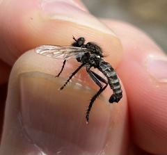 Lasiopogon puyallupi